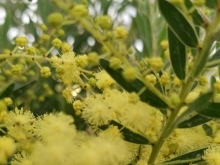 アカシア　テレサ入荷しました☺️｢春待ち花｣とも言われ、ミモザの近隣種
