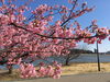 「佐鳴湖の河津桜【静岡県浜松市のグルメ・ショップ・レジャー・イベント・観光情報をお届け】」