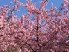 「茅ヶ崎公園の河津桜が満開です」
