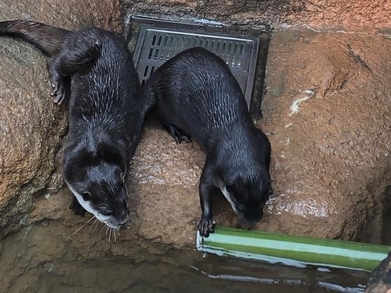 ①水際でコロコロ「青竹のおもちゃをカワウソへプレゼント」