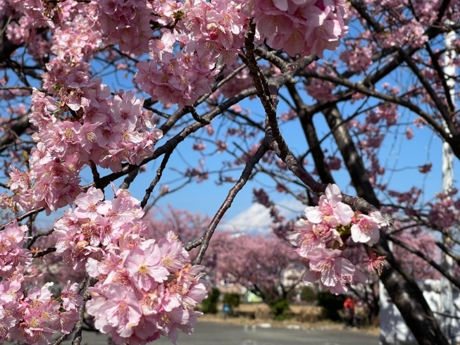 「3月水曜休診日と臨時休診のお知らせです。」