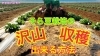 「【新】そら豆の育て方　放任栽培　　タネのハシモト」