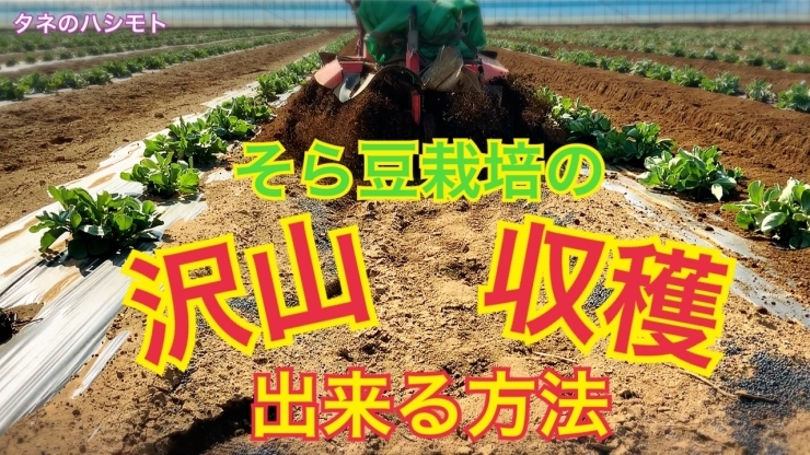 「【新】そら豆の育て方　放任栽培　　タネのハシモト」