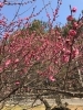 「今治市桜井も梅の見頃の季節になりました」