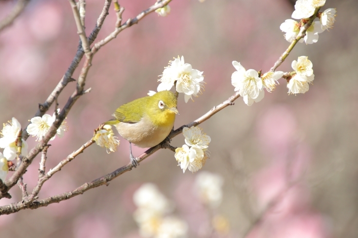 「向山梅林園・開花情報25日」