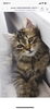 猫ちゃんおりこうさん「スピリチュアルと猫って相性良いよ」