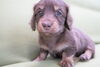 「ミニチュアダックス子犬情報」