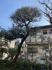 施工後「松の手入れ(剪定、もみ上げ)•磯子区、金沢区•植木、造園のご相談は庭一」