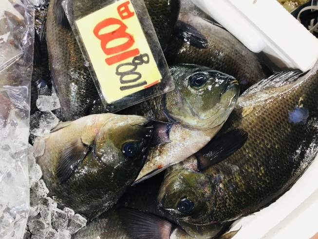 「西海物産館 魚魚市場鮮魚コーナーおすすめ色々あります！」
