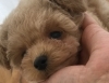 ぽんかんくん　「つぶやき　U^ェ^U」