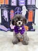 クロエちゃん「Happy Halloween 2026🎃」