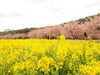 「動画で紹介！東大山の河津桜【静岡県浜松市のグルメ・ショップ・レジャー・イベント・観光情報をお届け】」