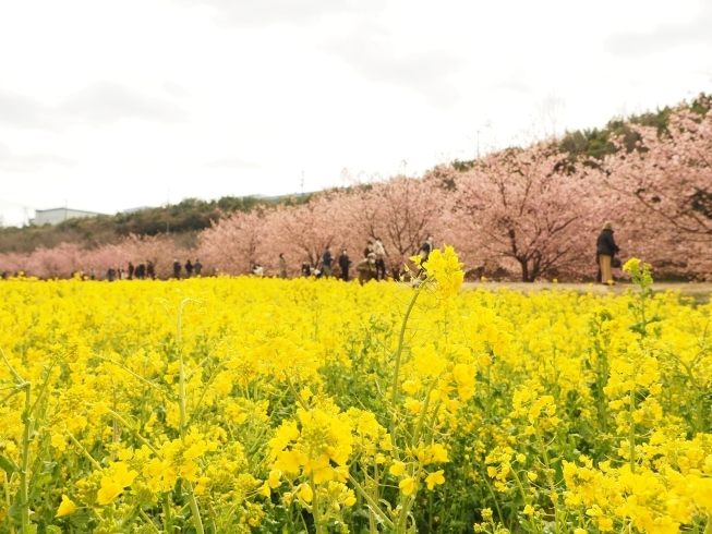 「動画で紹介！東大山の河津桜【静岡県浜松市のグルメ・ショップ・レジャー・イベント・観光情報をお届け】」