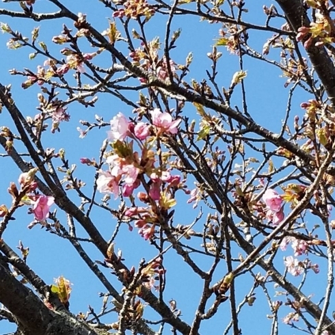 青空に桜いいですね( *´艸)「多古町道の駅沿い~私の河津桜も咲きました(*>∀<*)」