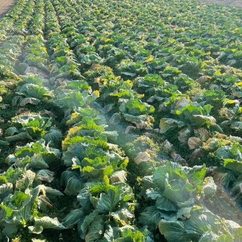 「有機栽培の野菜を届けていただいている、Nさんの畑の野菜のご紹介です」