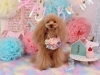 Happy　birthday　咲良ちゃん「Anniversary photo　(^O^)／」