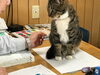 「仕事中の書類に乗るクルミ」