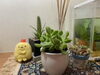 可愛いセダムちゃん「癒しの植物」