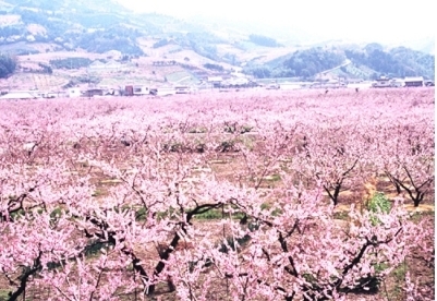 桃源郷「春おすすめ観光地「桃源郷(紀の川市)」」