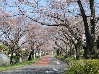 春の水元公園さくら堤トゥクトゥク周遊ツアー「【春の水元公園トゥクトゥク周遊ツアー】【2021年春の旅行　少人数貸し切りツアーは『たま研』にお任せ！家族　癒し　巡り　ツアー　関東　埼玉　東京　トゥクトゥク　ハイヤー　さくら】」