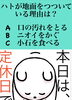 「3月3日水曜日今日のクイズ!!『ハトが地面をつついている理由は？A　口の汚れをとる B　ニオイをかぐ C　小石を食べる』本日瓢(ひさご)はお休みです。」