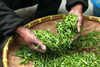 「おいしいお茶が飲めるシーズン到来！　春に作られる新茶とは？」