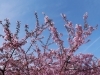 「【編集部ニュース】淀の河津桜が満開です♪　＠淀」