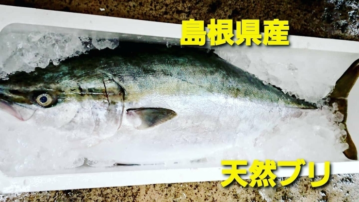 「○本日のお刺身○【島根県産】天然ブリ、ヤリイカ」