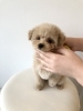ぽんかんくん (^ν^)「ぱぱ&まま募集の仔犬について(^O^)」