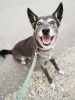 「子犬ちゃんも成犬も★新潟市犬の保育園♪犬の社会化わんちゃんのしつけHappyTail」