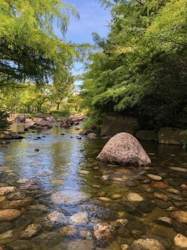 冷たい泉に素足を浸して～♪「孤高の存在？・・・」