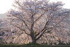 桜「(株)タケセン 設備・管材部です。」