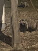 「♪たんたんたぬきの✖✖✖✖♪」
