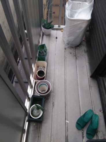 「江戸川区の便利屋さんです。春はゴキブリが動き出す季節！不用品の処理のお手伝いも致します！掃除・片付け・軽作業、お気軽にご相談ください！」
