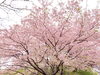 「花粉症を解消するには」