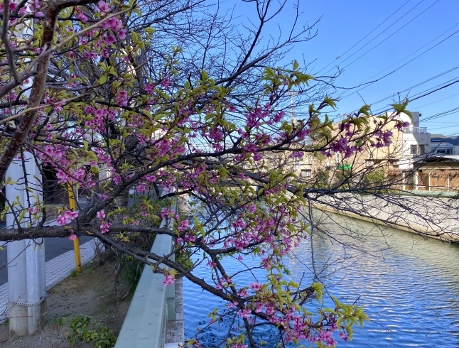 うちの塾の桜は、咲きましたよ！「全員の桜が咲きました！」