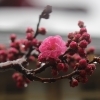 お花見前に“梅見詣”