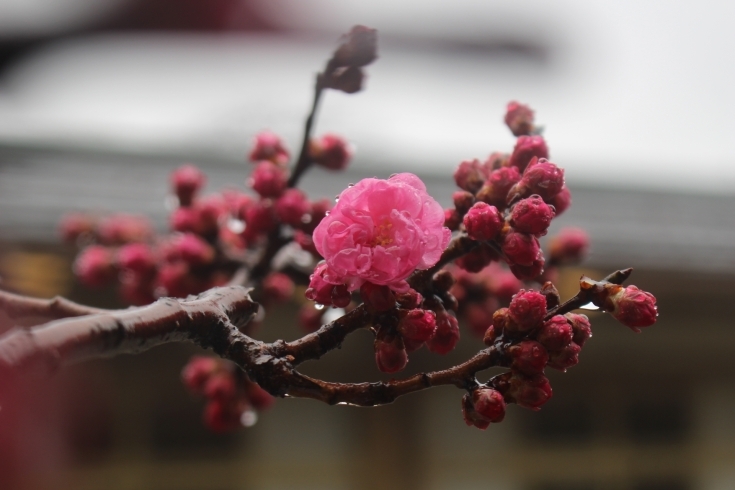 御神木の八重紅梅「お花見前に“梅見詣”」