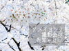 「3月下旬ソメイヨシノ撮影会を開催！3/13～申し込みスタート【江戸川区でこども・ファミリーの出張撮影をしています】」