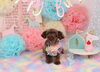 Happy birthday　しゃかクン「Anniversary photo　(^O^)／」
