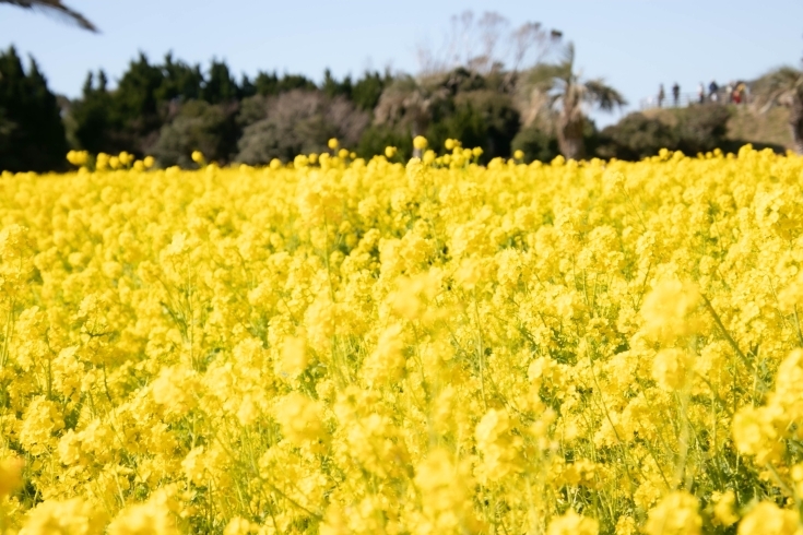 「【受け付け中】プリンセスmiyu菜の花撮影会」