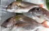 「魚魚市場鮮魚コーナーおすすめは「羽ガツオ・ビンチョウマグロ」です♪」
