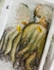 西海物産館 魚魚市場鮮魚コーナーおすすめは タコ コチ入荷してます です 魚魚の宿のニュース まいぷれ 佐世保