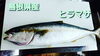 「○本日のお刺身○【島根県産】ヒラマサ、天然タイ」