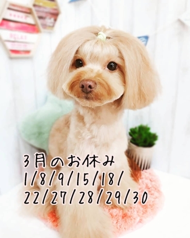 「3月のお休み★新潟市ペットホテル犬の保育園♪優しいトリミング★HappyTail」