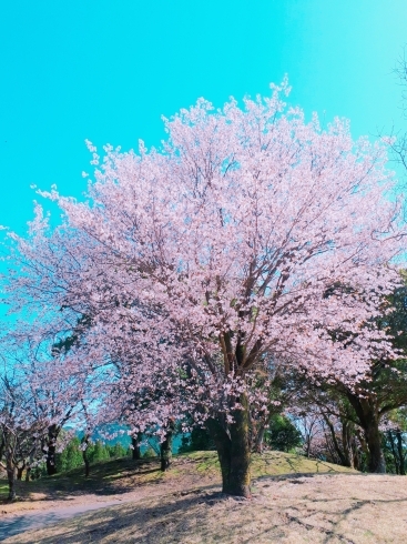 桜「あの日は忘れない。」