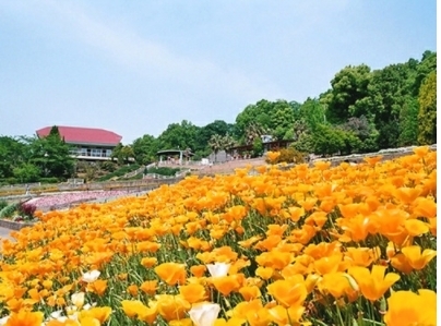 和歌山県植物公園緑花センター「今がサクラ(陽光)の見ごろ！「和歌山県植物公園旅禍センター」」