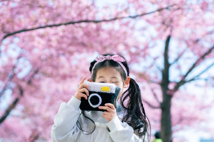 ※写真は河津桜です「ソメイヨシノ撮影会、たくさんのお申し込みありがとうございました！【江戸川区でこども・ファミリーの出張撮影をしています】」