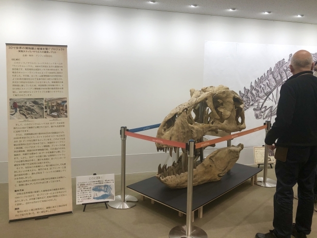 実物大ティラノサウルス頭骨レプリカ「海南nobinosで「飛び出す3D図鑑」開催！」