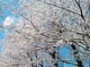 昨年撮影した桜です。今年の開花も間近ですね。「自信を持って臨みましょう! ~新中1生対象 短期 中学準備学習~」